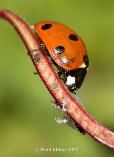 Ladybird Portrait - Macro