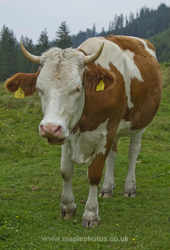 Austrian Longhorn