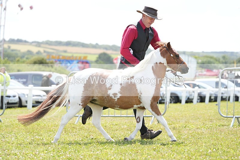 DSC06581 - Class 57: Miniature Horse 4yrs & over