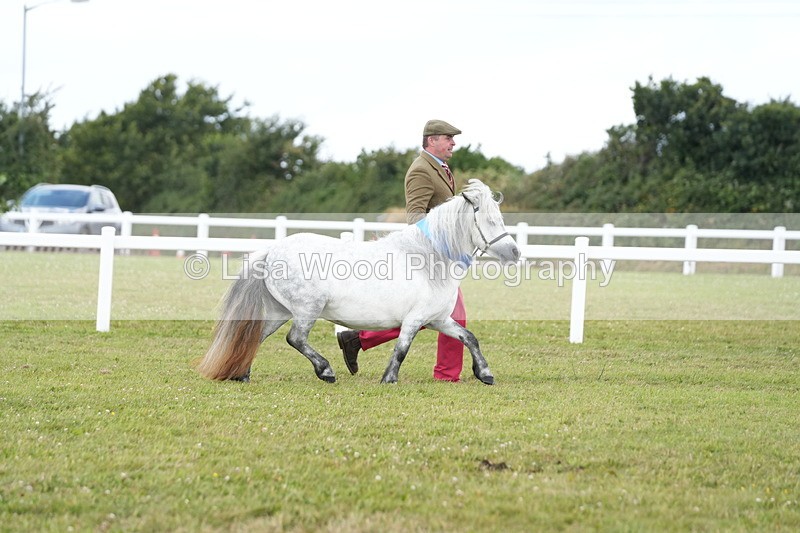 DSC06009 - NPS M&M In Hand Championship