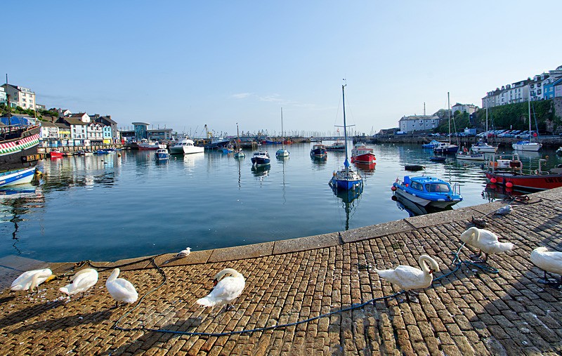 Swans at Brixham - Brixham and Broadsands