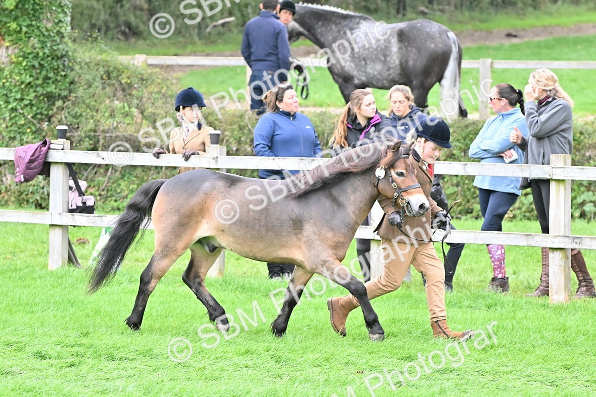 SBM_61003 - S48 - Mountain & Moorland In Hand Small Breeds