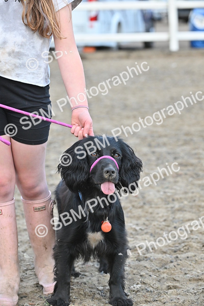 SBM_09542 - Lorry Dogs