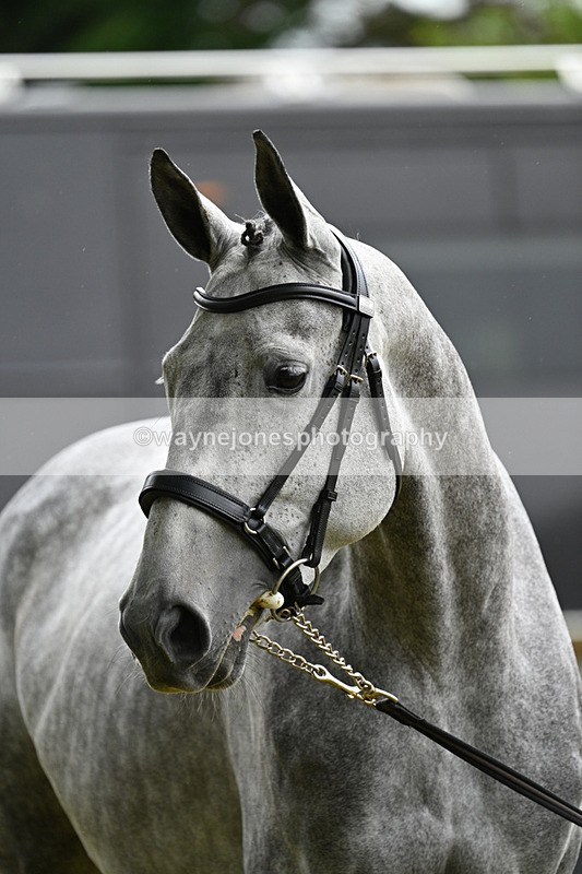WJ7_6283 - Class 4a Prettiest Mare over 14hh