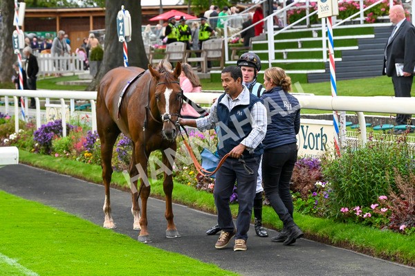 230923-Race 2-Palamon-3027 - Race 2 2.35pm jigsawsportsbranding.co.uk Handicap