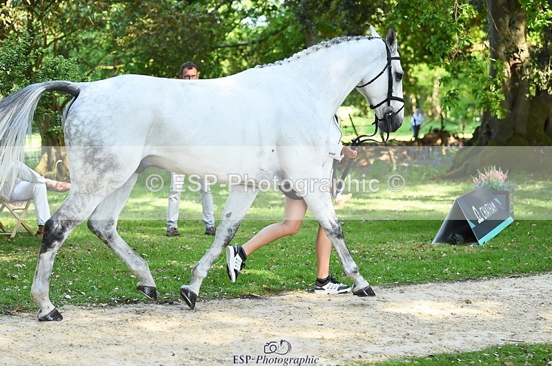 230524-161552-00805 - 261-COOLEY_NOW_OR_NEVER-Georgina_Herrling-WEDTrotUp+DR