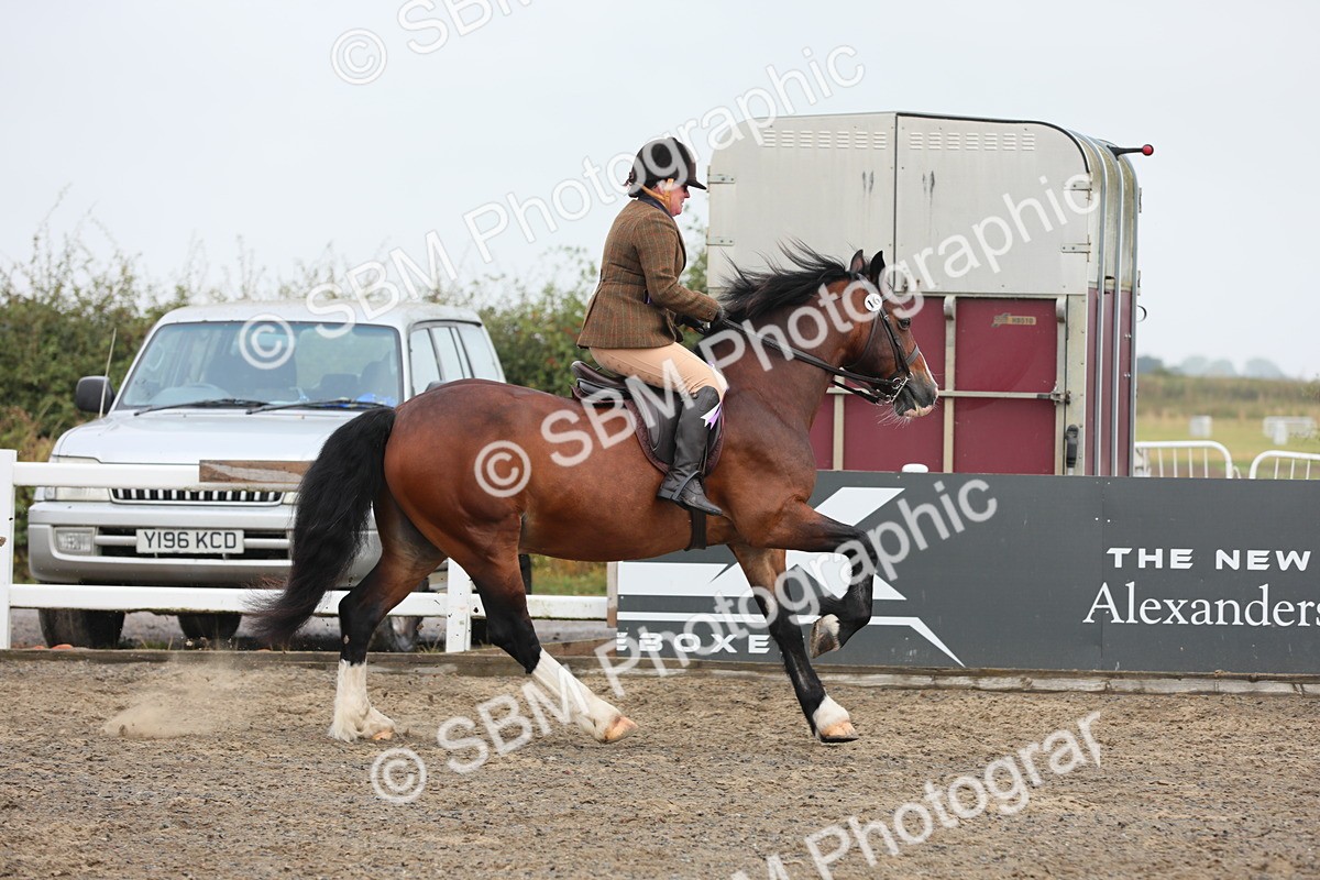 SBM_21438 - Class 805 - Ridden Veteran Horse