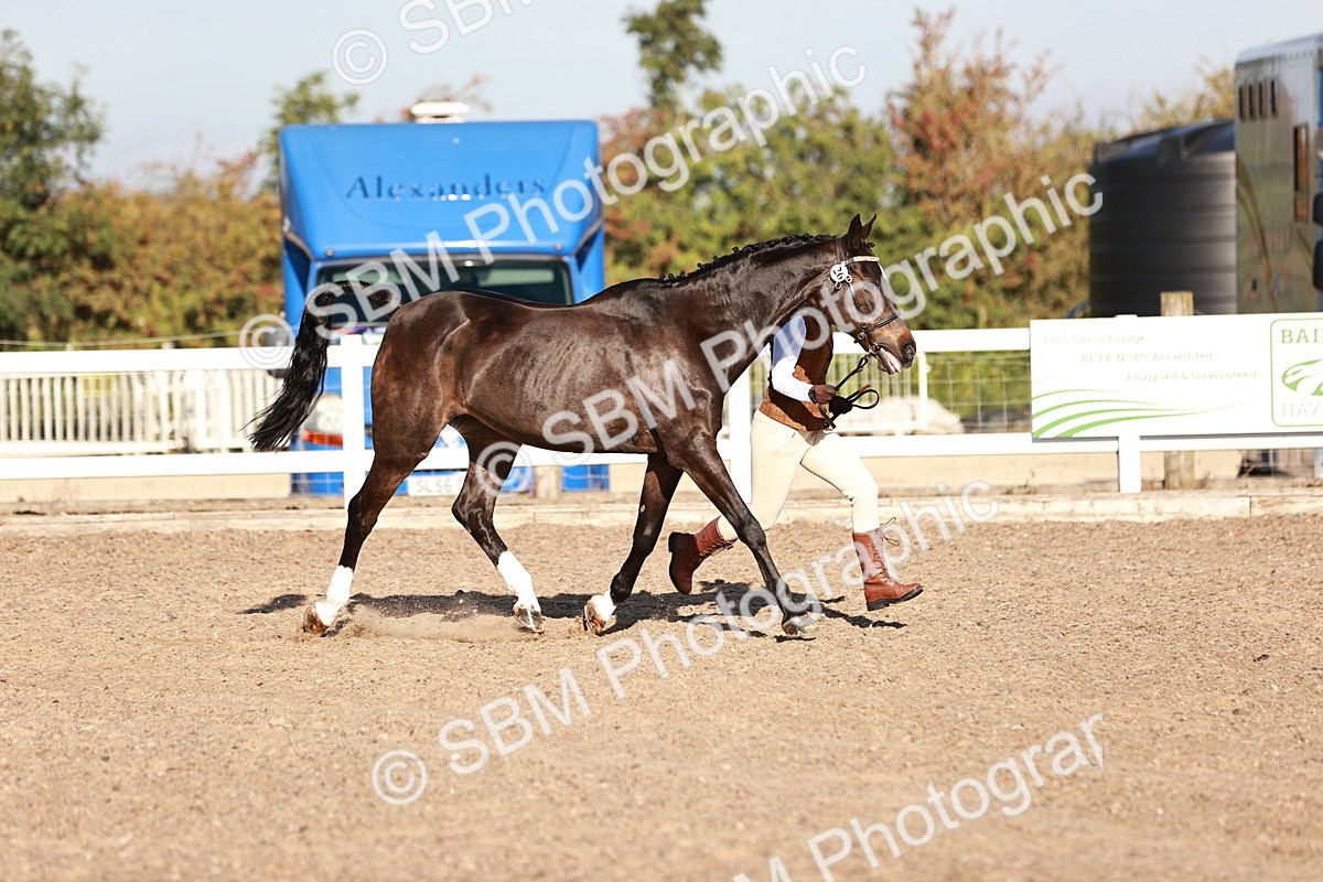 SBM_11369 - Class 402 - IH  Veteran pony