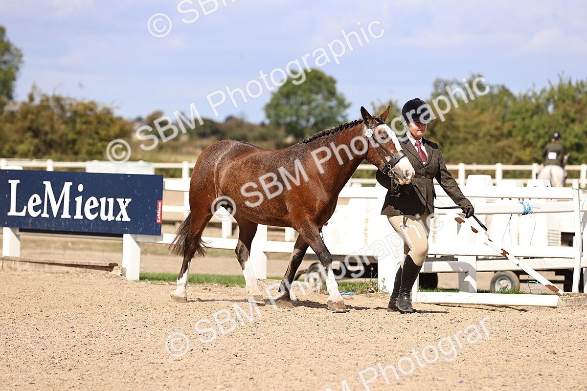SBM_14263 - Class 411 - Prettiest Mare (IH OR Ridden) Adult
