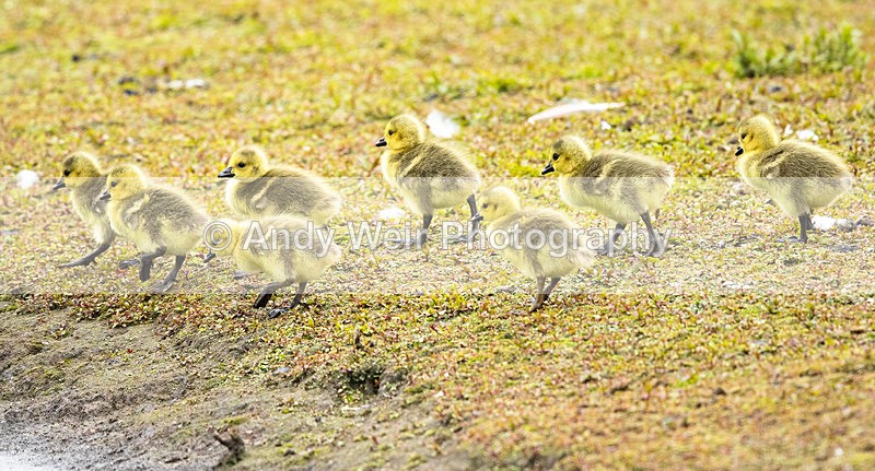 20150521-8E0A8847 - Geese