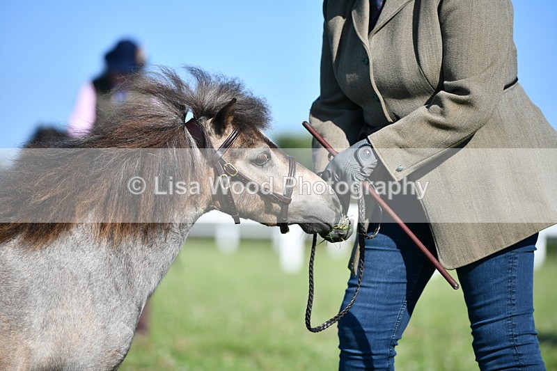 DSC_5664 - Class 49: NPS Shetland Youngstock