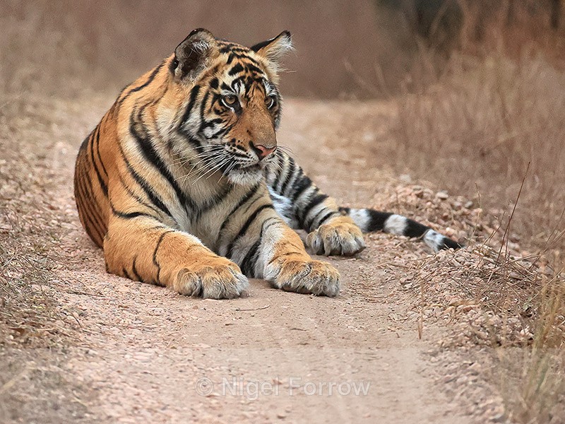 Tiger cub resting on road, Bandhavgarh National Park, India - Tiger