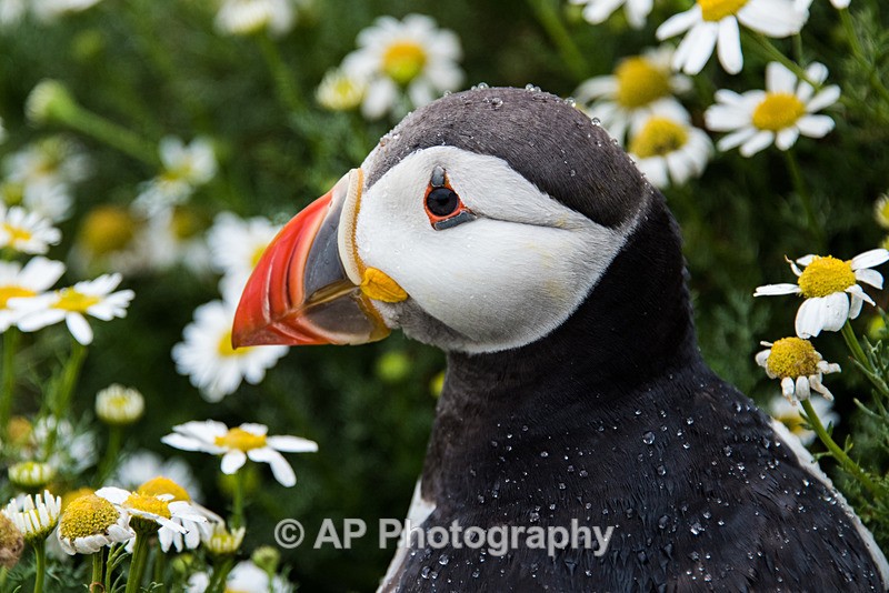 ACP_0128-1 - Puffins on Skomer Island
