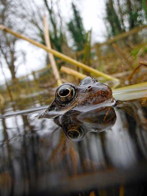 Common Frogs spawning, Bristol, BR_008 - Reptiles, amphibians & pond life, Great Britian
