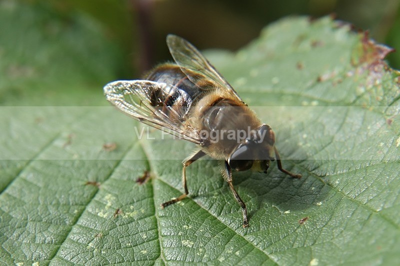 Bee on a Leaf - Animals, Birds etc