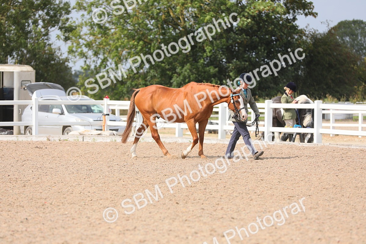 SBM_15663 - Class 312 IH Competition Horse/Pony