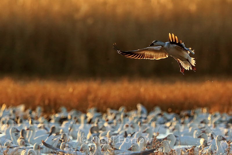 Snow Goose (juvenile), dawn landing, Bosque del Apache, New Mexico - Snow Goose