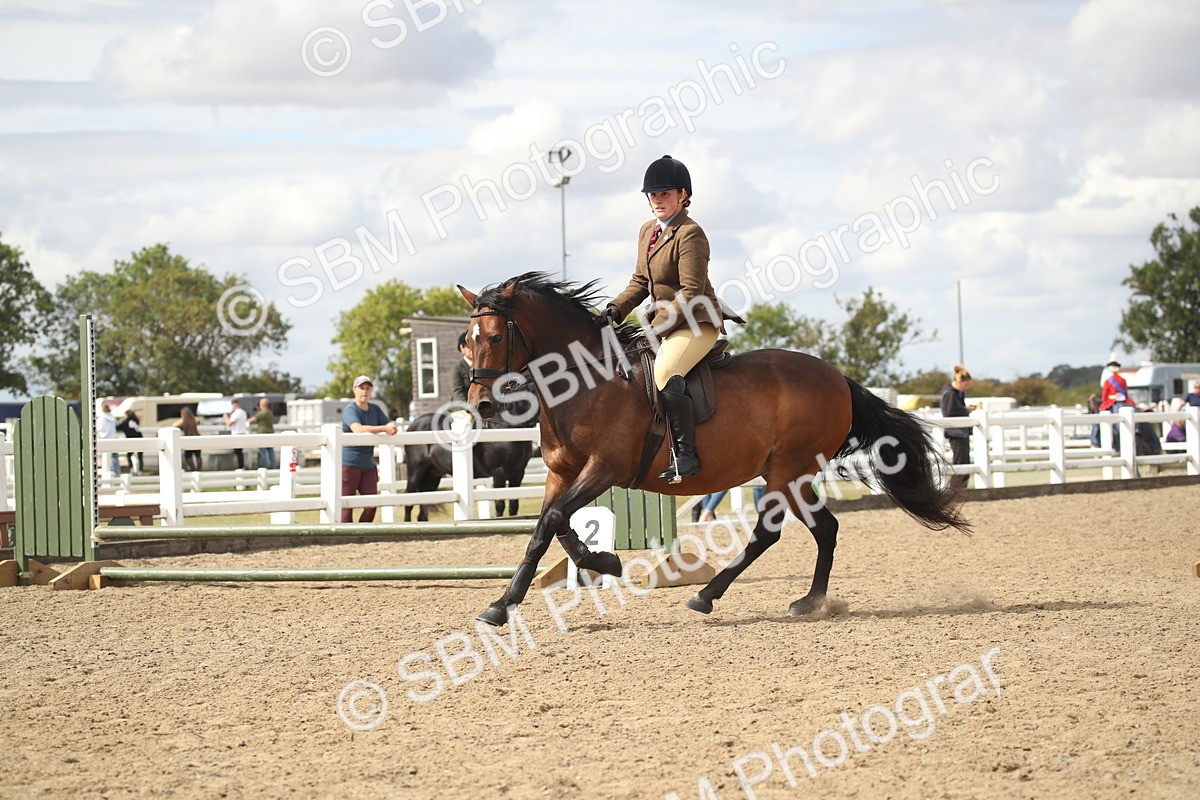 SBM_14530 - Class 505a - M&M Working Veteran - 50cm (15-19)