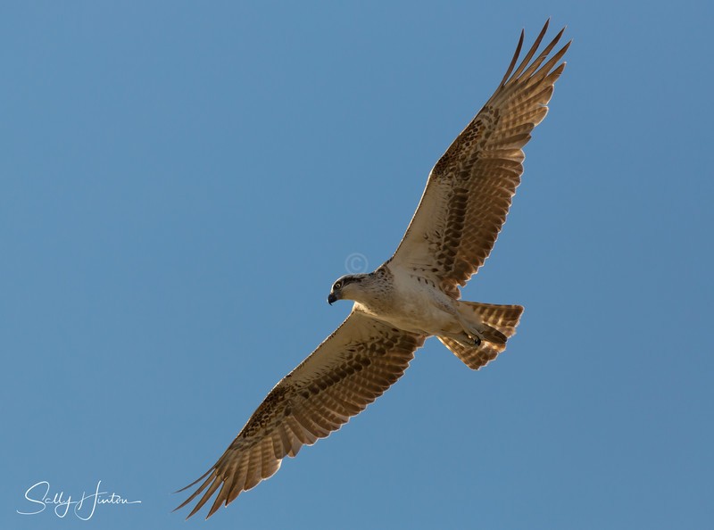 Osprey in Flight 7