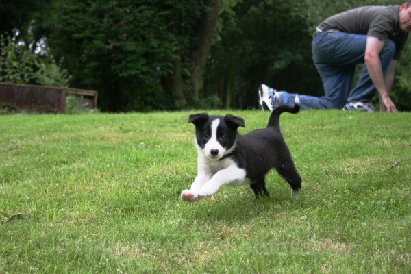 3 Seven weeks old - SASHA