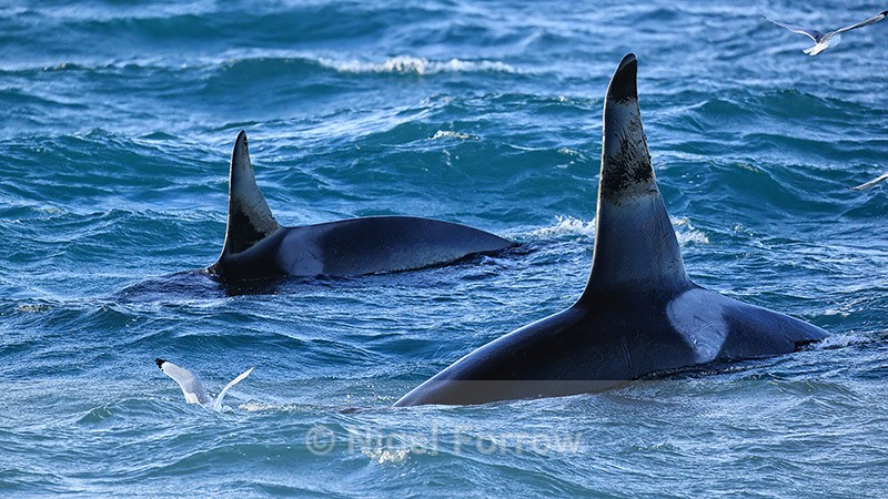 Two Orca fins, Snæfellsnes peninsula, Iceland - Dolphin
