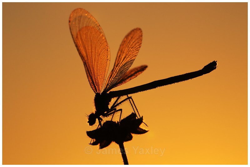Warming Up - Butterflies, Dragonflies and Demoiselles