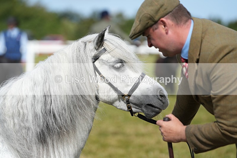 DSC05302 - Class 49: NPS Shetland 4 years and over