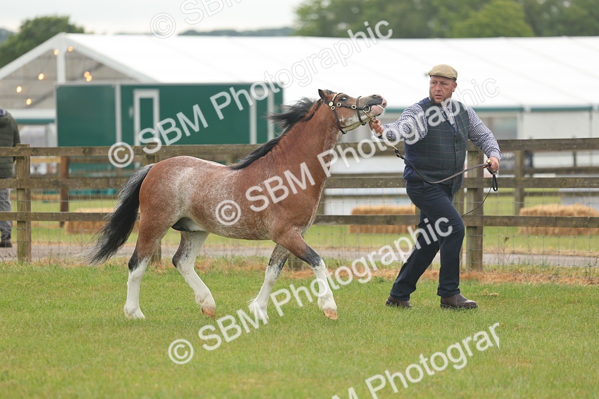SBM_01338 - Class 50-57 - M&M Welsh Pony In Hand