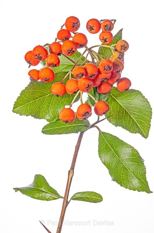False Medlar (Sorbus chamaemespilus) a small shrub of open woods. Nr Villalago, Piediluco, terni,Italy September 2013 - Plants - WB