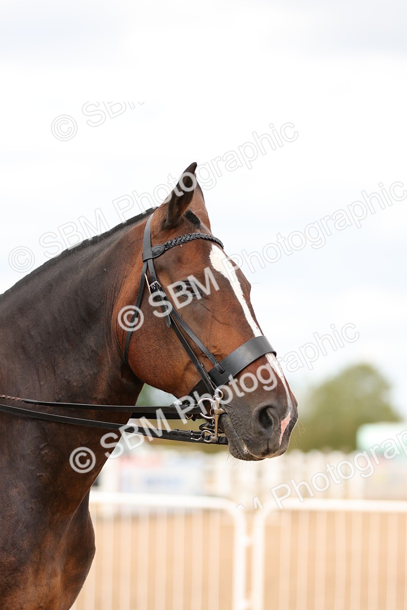 SBM_15538 - Class 214 - Ridden Show Cob