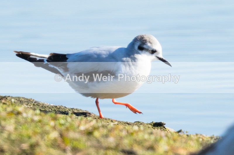 20160420-8E0A3536 - Gulls