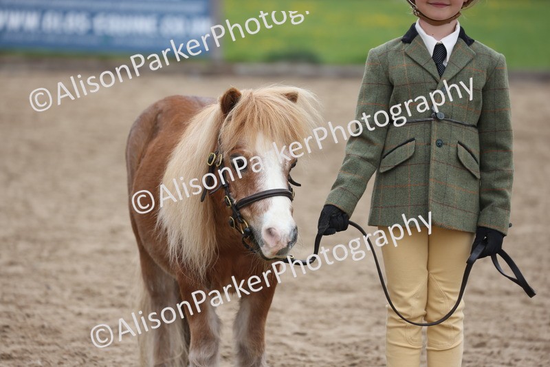 20260504-0519 - Class 4 - Minitures and Shetlands
