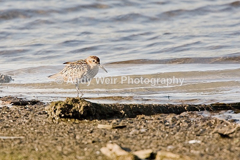 20080715-042 - Dunlin