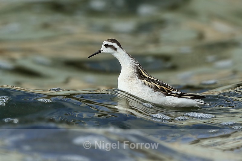 Red-necked Phalarope cranes neck, Farmoor - Red-necked Phalarope