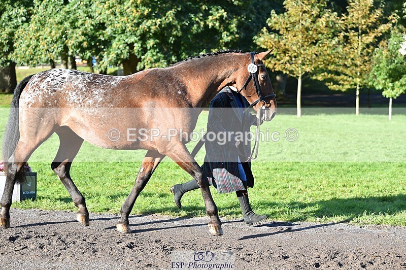 231022-100906-22265 - 482-ODDSPOT.VITAL.ELEMENT-Danielle.Davies-TrotUp+SJ