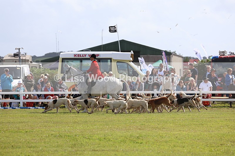 3E7A3357 - Parade of Hounds