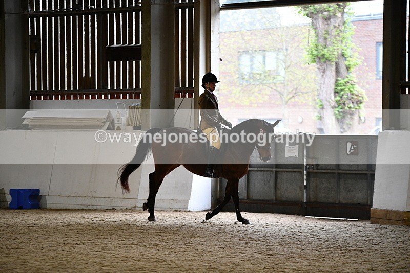 WJ5_8946 - Class 15 Ridden Show Horse