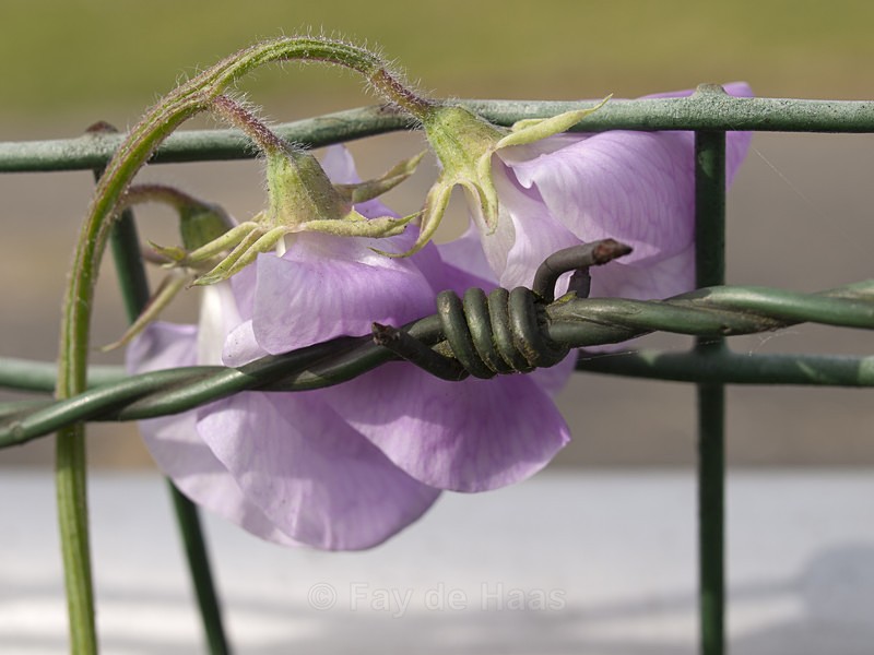  - Home in the Polder
