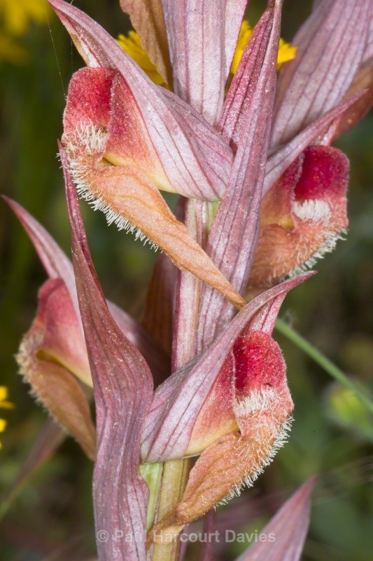 Eastern Serapias (Serapias orientalis) - Orchids - Serapias