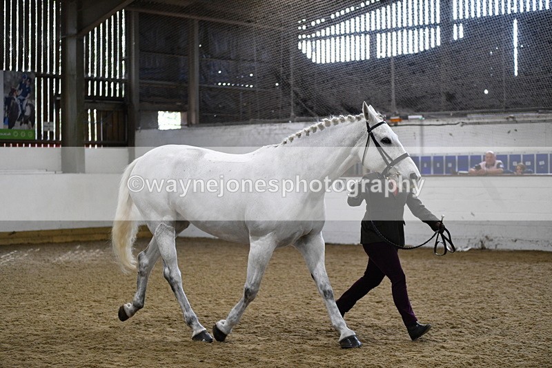 WJ5_4591 - Class 3 Part Bred In hand