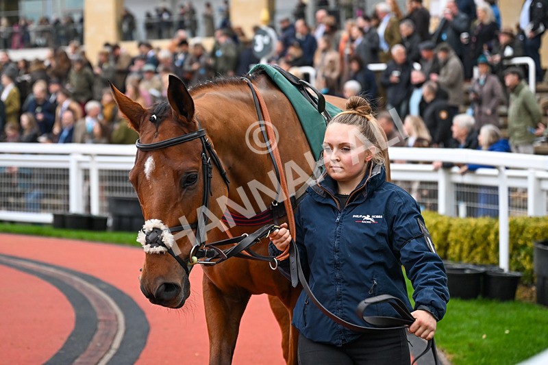 151125-Race 5-Kikijo-3638 - Race 5