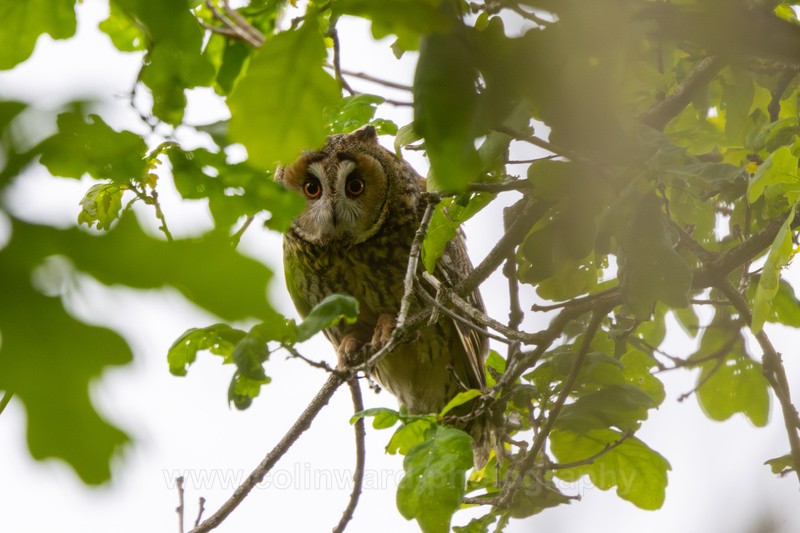 Long Eared Owl - Latest images