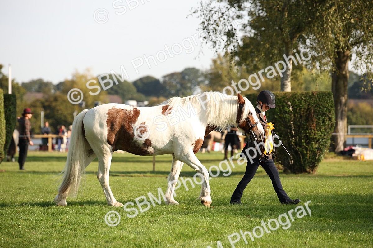 SBM_58784 - S51 - Piebald & Skewbald Horse In Hand