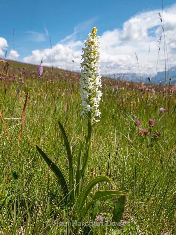 Fragrant orchid (Gymnadenia conospsea. var alba)...albino variety found wherever there are large populations of the species - Wild Orchids