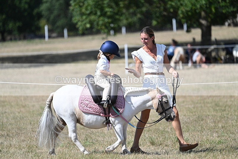 WJ7_1228 - Class 41 Prettiest Mare