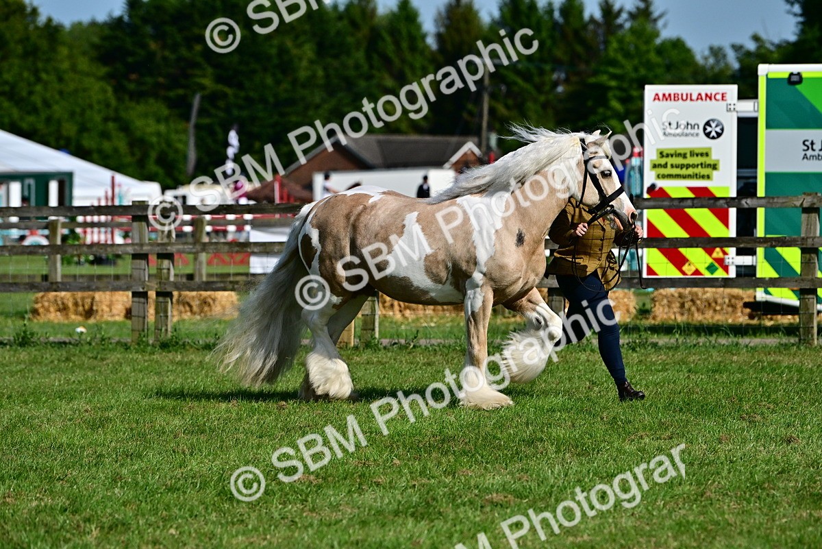 SBM_10084 - Class 63-65 - Traditional Gypsy Cobs In Hand & Ridden
