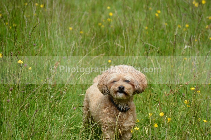  - Eric, Ulla, Maisie and Lola