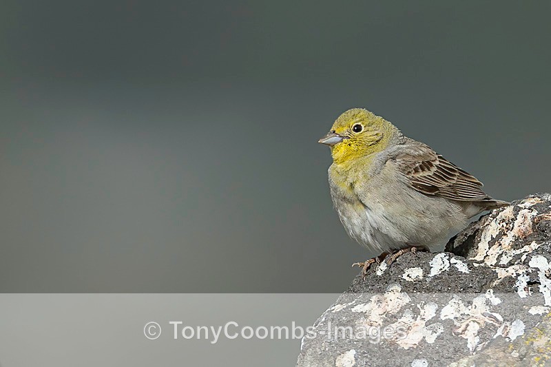 Cinerous Bunting (m) - Lesvos ~ Other Birds