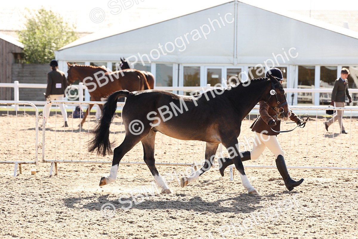SBM_12822 - Class 205 - IH Show Pony - Show Hunter Pony