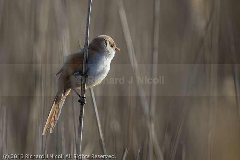 Bearded Tit (Panurus biarmicus) female - Bearded Tit (Panurus biarmicus)